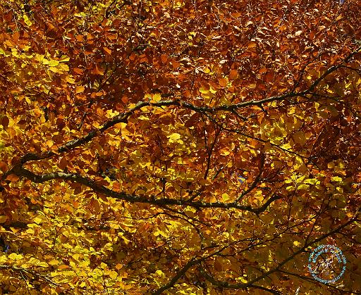 Autumn 9P64D-041.JPG